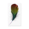 rainbow feather