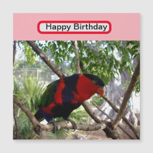 Rainbow Feathers: Pretty Australian Lorikeet,