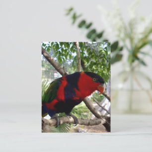 Rainbow Feathers: Pretty Australian Lorikeet, Postcard