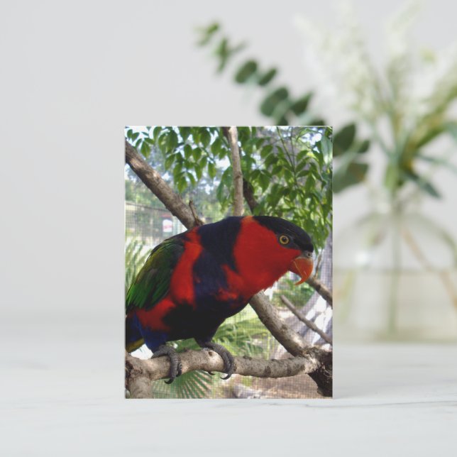 Rainbow Feathers: Pretty Australian Lorikeet, Postcard (Standing Front)