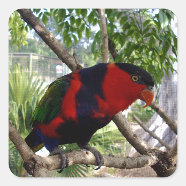 Rainbow Feathers: Pretty Australian Lorikeet, Square Sticker (Front)