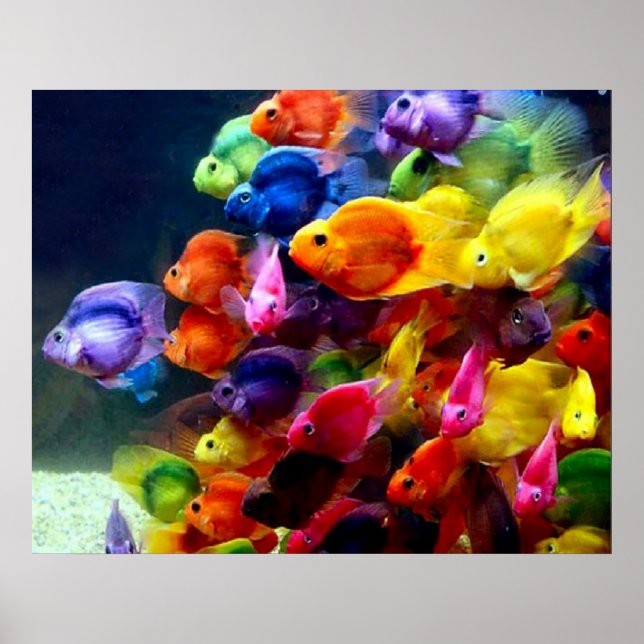 Rainbow Fish Poster (Front)