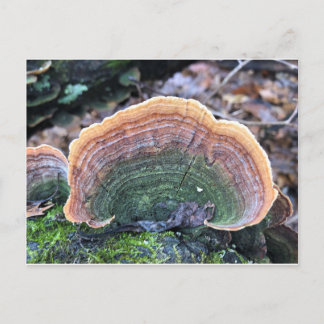 Rainbow Fungus Postcard