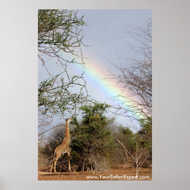 Rainbow & Giraffe Poster / Print (up to 35x52 in.) (Front)