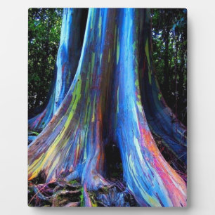 RAINBOW HAWAII EUCALYPTUS TREE  PLAQUE