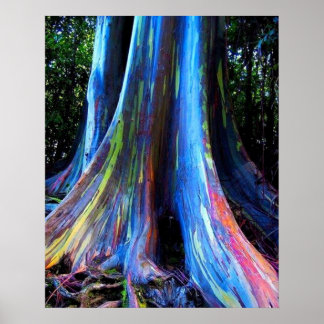 RAINBOW HAWAII EUCALYPTUS TREE  POSTER