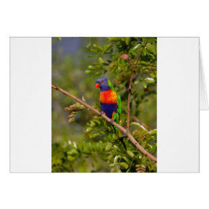 Rainbow lorikeet