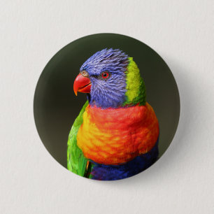 Rainbow Lorikeet 6 Cm Round Badge