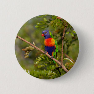 Rainbow lorikeet 6 cm round badge