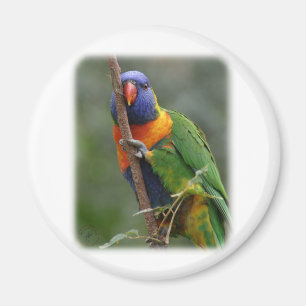 Rainbow Lorikeet 9Y209D-177 Magnet