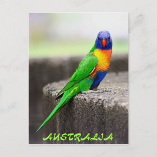 Rainbow Lorikeet, AUSTRALIA Postcard