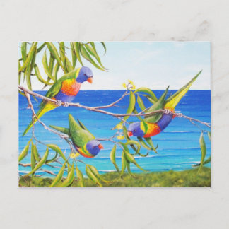 Rainbow Lorikeet Birds Blue Australian Painting Postcard