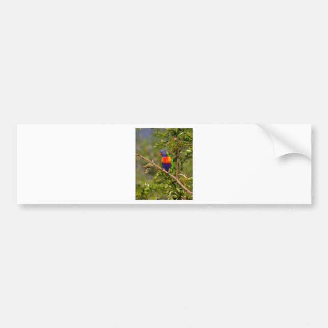 Rainbow lorikeet bumper sticker (Front)