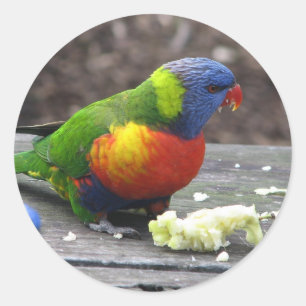Rainbow Lorikeet Classic Round Sticker