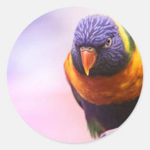 Rainbow lorikeet classic round sticker