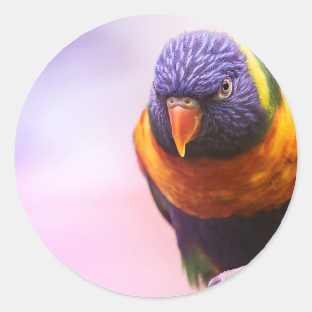Rainbow lorikeet classic round sticker (Front)
