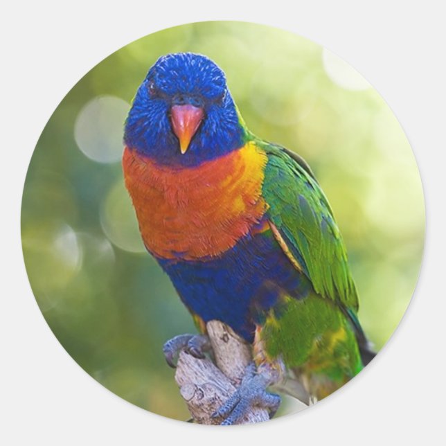 Rainbow Lorikeet Classic Round Sticker (Front)