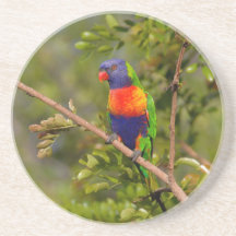Rainbow lorikeet