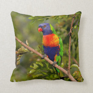 Rainbow Lorikeet Cushion