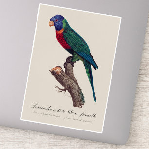 Rainbow lorikeet female, Trichoglossus moluccanus