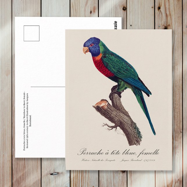 Rainbow lorikeet female, Trichoglossus moluccanus Postcard (Perruche a tete bleue, femelle / Rainbow lorikeet, female. Postcard)