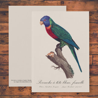 Rainbow lorikeet female, Trichoglossus moluccanus Thank You Card