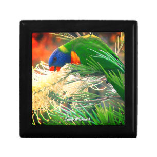 Rainbow Lorikeet Green Australian Bird Photo Gift Box