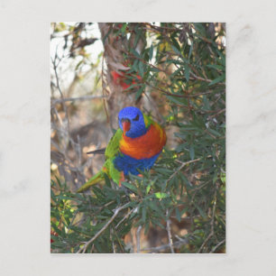 RAINBOW LORIKEET IN TREE RURAL AUSTRALIA POSTCARD