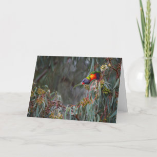 Rainbow Lorikeet in Trees blank greeting card
