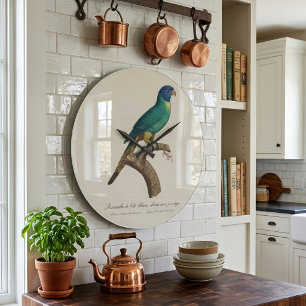 Rainbow lorikeet juvenile Trichoglossus moluccanus Large Clock