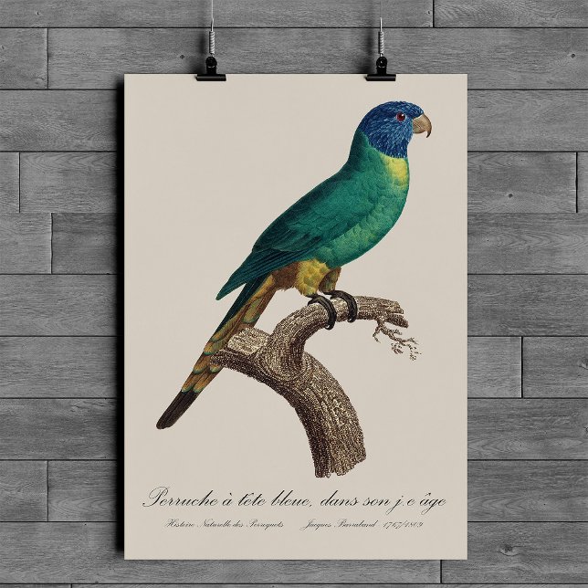 Rainbow lorikeet juvenile Trichoglossus moluccanus Poster (Perruche a tete bleue / Rainbow lorikeet, juvenile. Poster )