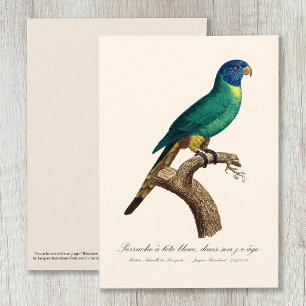 Rainbow lorikeet juvenile Trichoglossus moluccanus Thank You Card