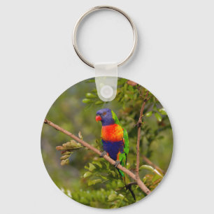 Rainbow lorikeet key ring