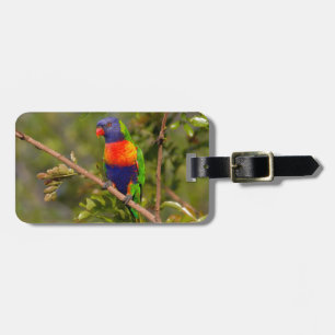 Rainbow lorikeet luggage tag