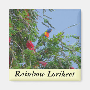 Rainbow Lorikeet Magnet