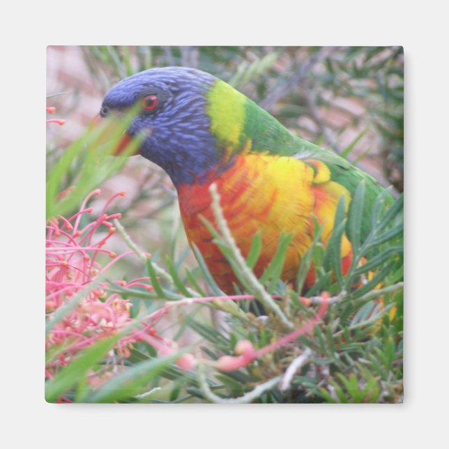 Rainbow Lorikeet Magnet (Front)