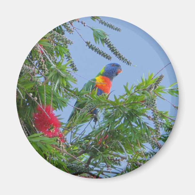 Rainbow Lorikeet Magnet (Front)