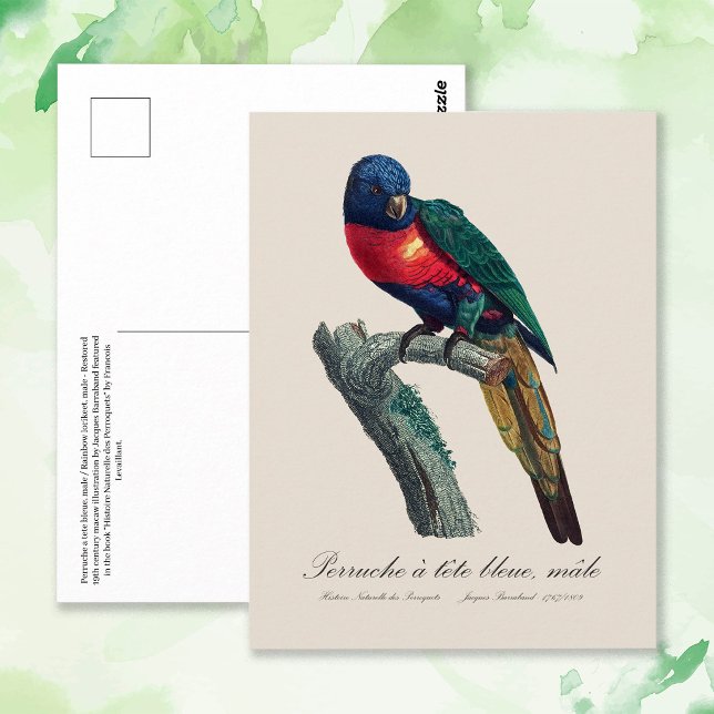 Rainbow Lorikeet Male, Trichoglossus Moluccanus Postcard (Rainbow Lorikeet Male, Trichoglossus Moluccanus. Postcard)