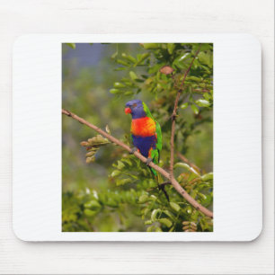 Rainbow lorikeet mouse pad