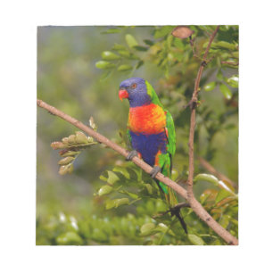 Rainbow lorikeet notepad