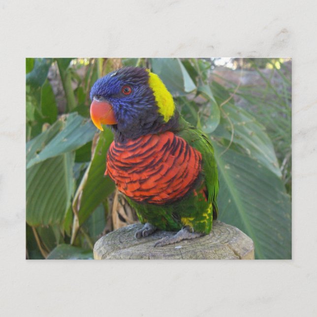 Rainbow Lorikeet on Post Postcard (Front)