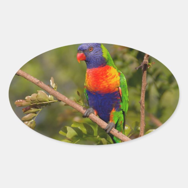 Rainbow lorikeet oval sticker (Front)