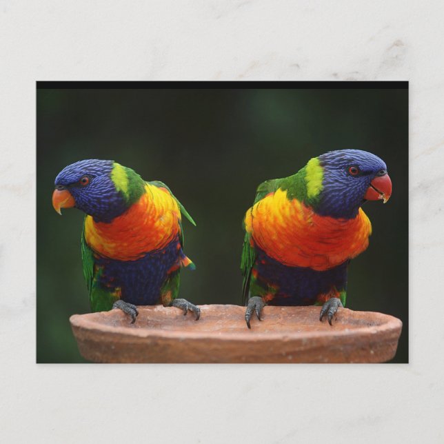 Rainbow Lorikeet Parrots Postcard (Front)