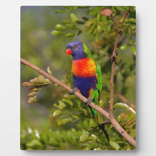 Rainbow lorikeet plaque (Front)