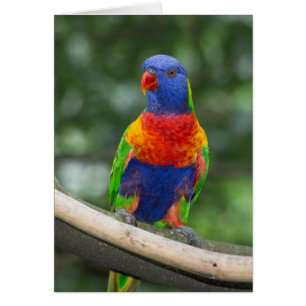 Rainbow Lorikeet Portrait