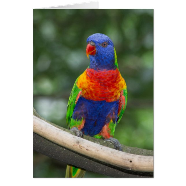 Rainbow Lorikeet Portrait (Front)