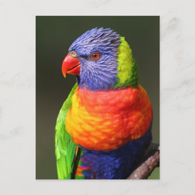 Rainbow Lorikeet Postcard (Front)