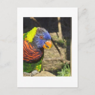 Rainbow Lorikeet Postcard