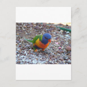 Rainbow Lorikeet Postcard