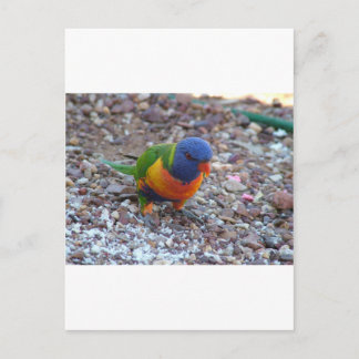 Rainbow Lorikeet Postcard